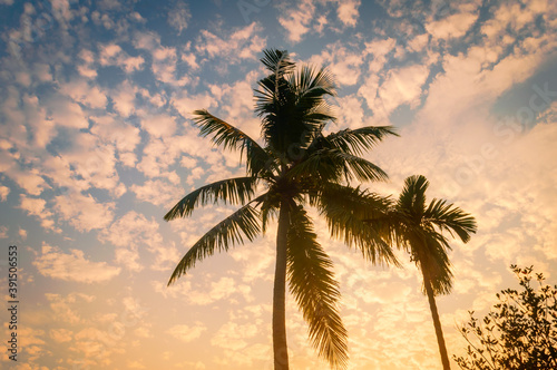 Fototapeta Naklejka Na Ścianę i Meble -  Coconut Palm tree background photo in winter seasonal theme back-lit but vibrant color sunrise sky. Palm tree in silhouette by sunlight. paradise - new Zealand. Beauty in nature horizon Backgrounds.