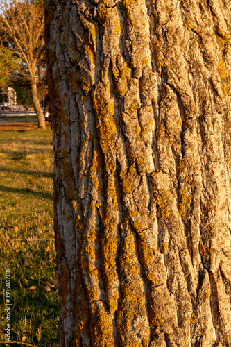 Detail of the bark of a trunk at sunset. photo