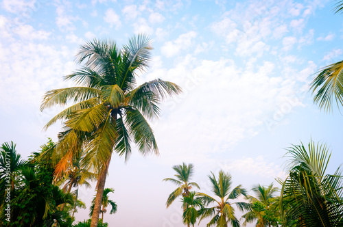 Coconut Palm tree background photo in spring seasonal theme back-lit but vibrant color sunset sky. Palm tree in illuminated by sunlight. Goa Sea Beach India. Beauty in nature horizon Backgrounds. © SB Stock