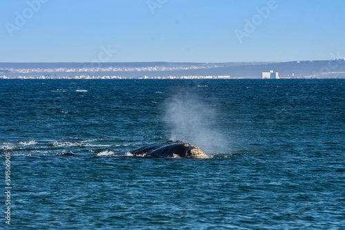 Southern Right whale  swimming on the surface  Puerto Madryn  Patagonia  Argentina