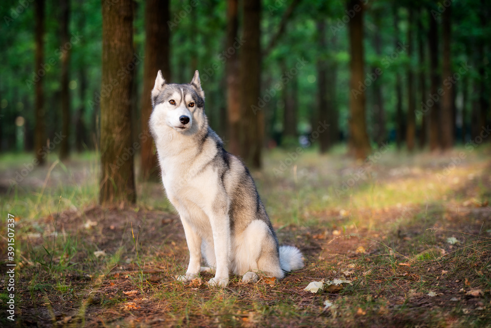 A young Siberian Husky is sitting in a forest. She has amber eyes, grey and white fur; sunset light shines on her in golden color. There are many trees with brown trunks in the background. A young Siberian Husky is sitting in a forest. She has amber eyes, grey and white fur; sunset light shines on her in golden color. There are many trees with brown trunks in the background.