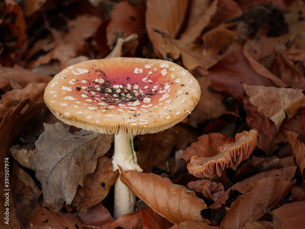 Toxic and hallucinogen mushroom Fly Agaric in grass on autumn forest background. Red poisonous Amanita Muscaria fungus macro close up in natural environment. Inspirational natural fall landscape Toxic and hallucinogen mushroom Fly Agaric in grass on autumn forest background. Red poisonous Amanita Muscaria fungus macro close up in natural environment. Inspirational natural fall landscape