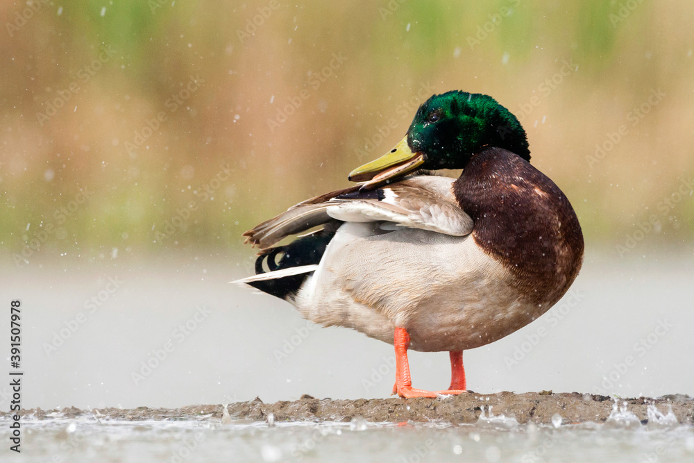 Obraz premium Wilde Eend, Mallard, Anas platyrhynchos