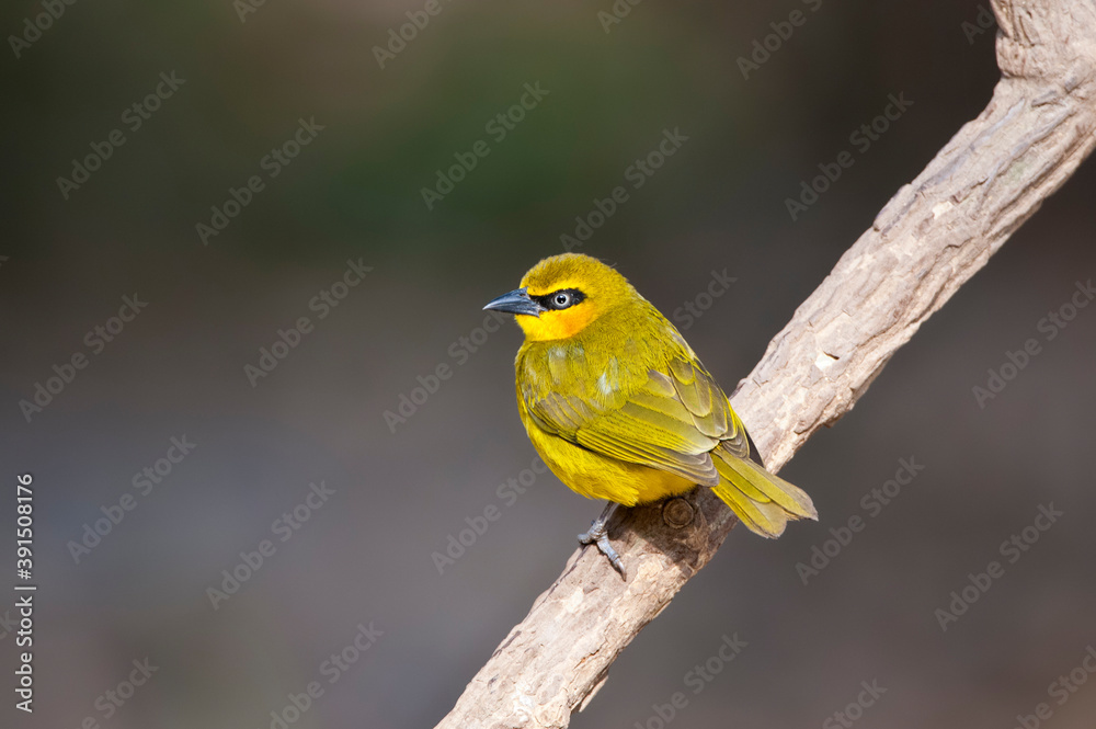 Black-necked Weaver, Ploceus nigricollis brachypterus Black-necked Weaver, Ploceus nigricollis brachypterus