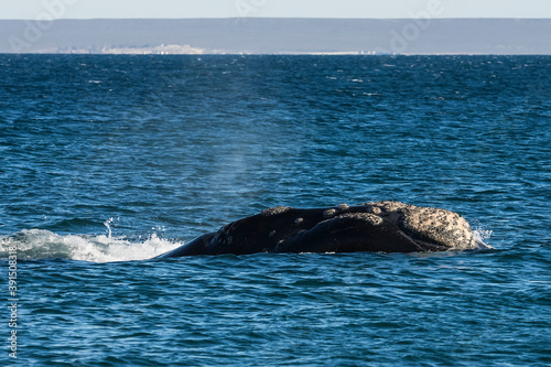 Southern Right whale  swimming on the surface, Puerto Madryn, Patagonia, Argentina