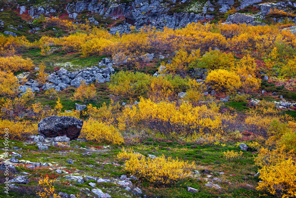 Vivid colorful vegetation on the slopes of the cliffs in the tundra.