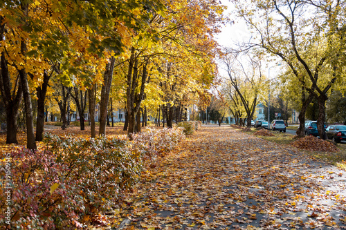 Autumn. Paths in the Park covered with yellow foliage.