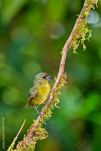 Orange-bellied Euphonia, Euphonia xanthogaster, Tropical Rainforest, Costa Rica, Central America, America photo