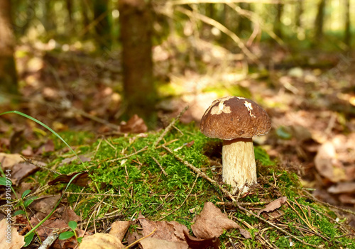 White mushroom in forest in autumn. Big boletus grows in the wildlife against the background of green moss. Porcini bolete mushrooms. Season for picked gourmet mushrooming.