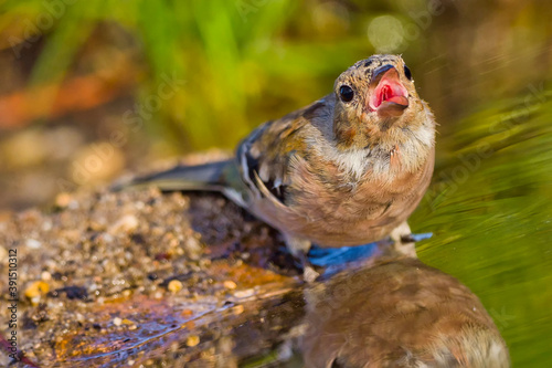 Chaffinch, Fringilla coelebs, Forest Pond, Mediterranean Forest, Castile and Leon, Spain, Europe photo