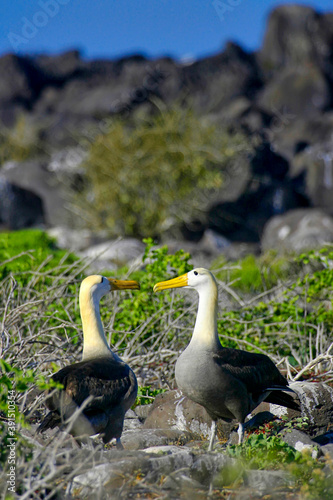 Waved Albatross, Galapagos Albatross , Phoebastrria irrorata, Galapagos National Park, Galapagos Islands, UNESCO World Heritage Site, Ecuador, America photo