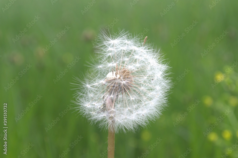 Fototapeta premium dandelion on green background