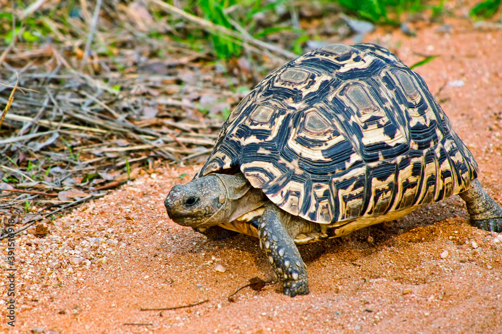 Obraz premium Spek´s Hingeback Tortoise, Kruger National Park, South Africa, Africa