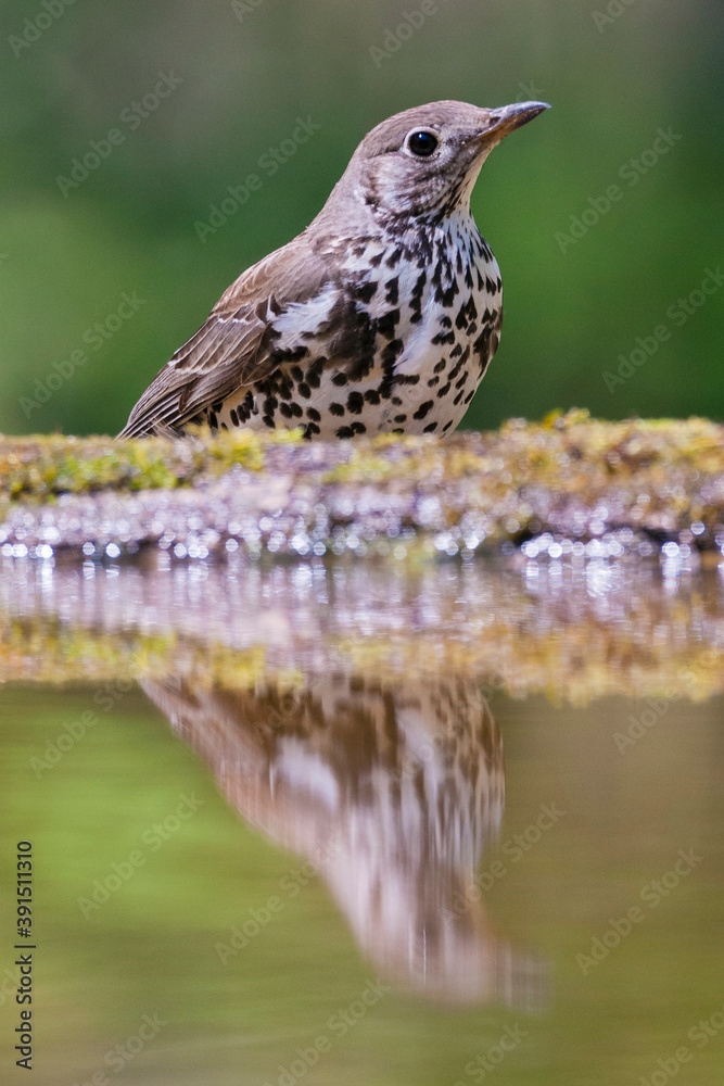 Grote Lijster, Mistle Thrush, Turdus viscivorus Grote Lijster, Mistle Thrush, Turdus viscivorus