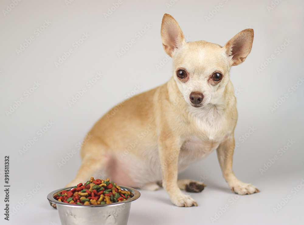 Portrait of brown short hair Chihuahua dog sitting beside dog food bowl and looking at camera.. Pet's health or behavior concept. Portrait of brown short hair Chihuahua dog sitting beside dog food bowl and looking at camera.. Pet's health or behavior concept.