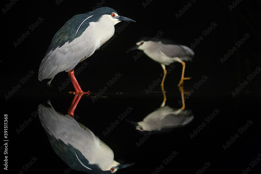 Obraz premium Kwak, Black-crowned Night Heron, Nycticorax nycticorax