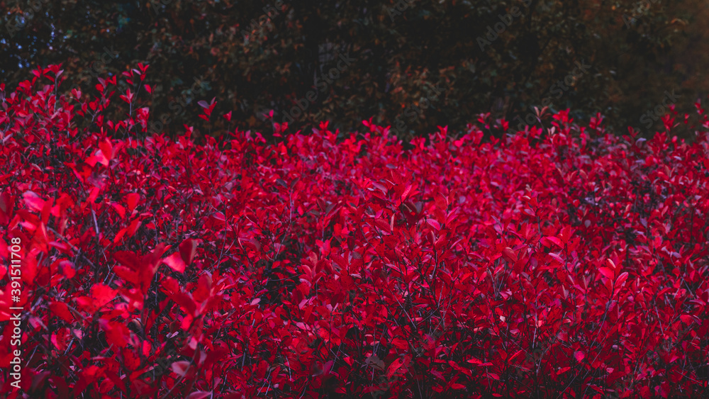 Obraz premium Intensywnie czerwone rośliny w ogrodzie