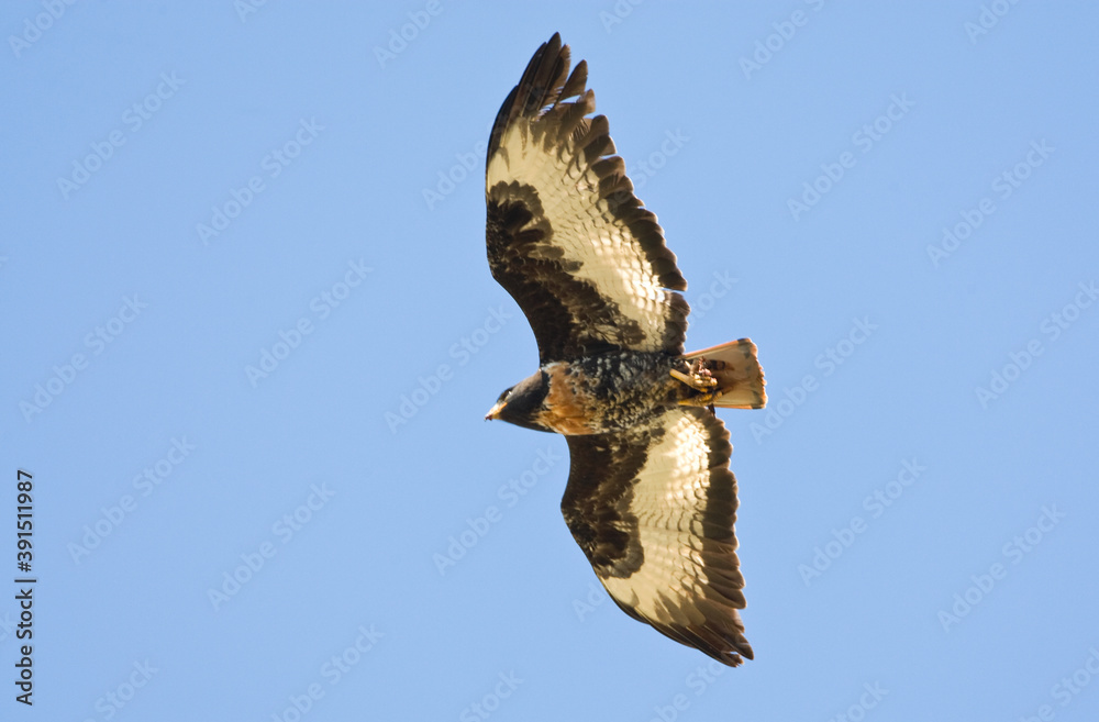 Fototapeta premium Jackal Buzzard, Buteo rufofuscus