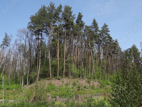 the edge of a forest of green pine trees on a hill against a blue sky on a sunny day