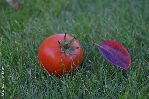 red tomoto with leaf and ladybug photo