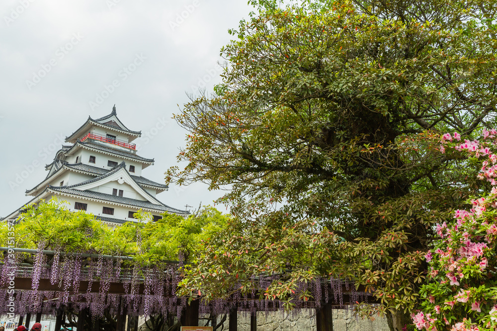 Fototapeta premium 日本 佐賀県唐津市、唐津城の長藤と天守閣