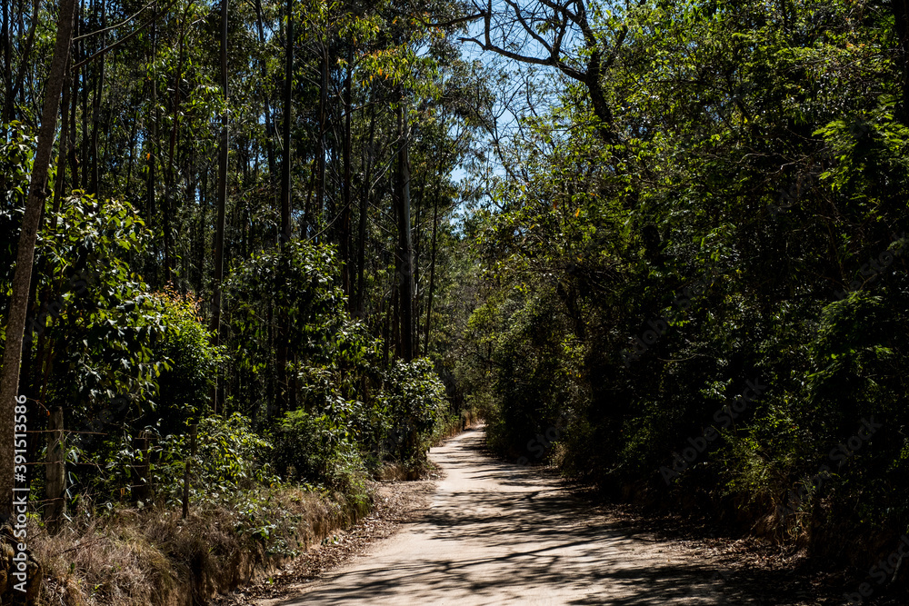 Fototapeta premium path in the woods