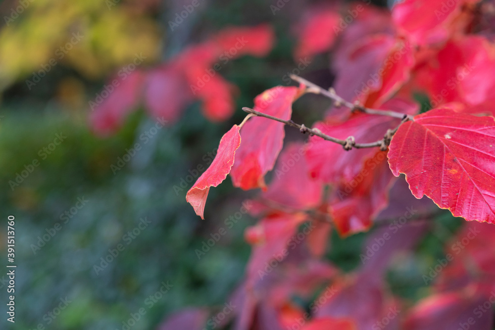 Japanese autumn garden, colorful leafs Japanese autumn garden, colorful leafs