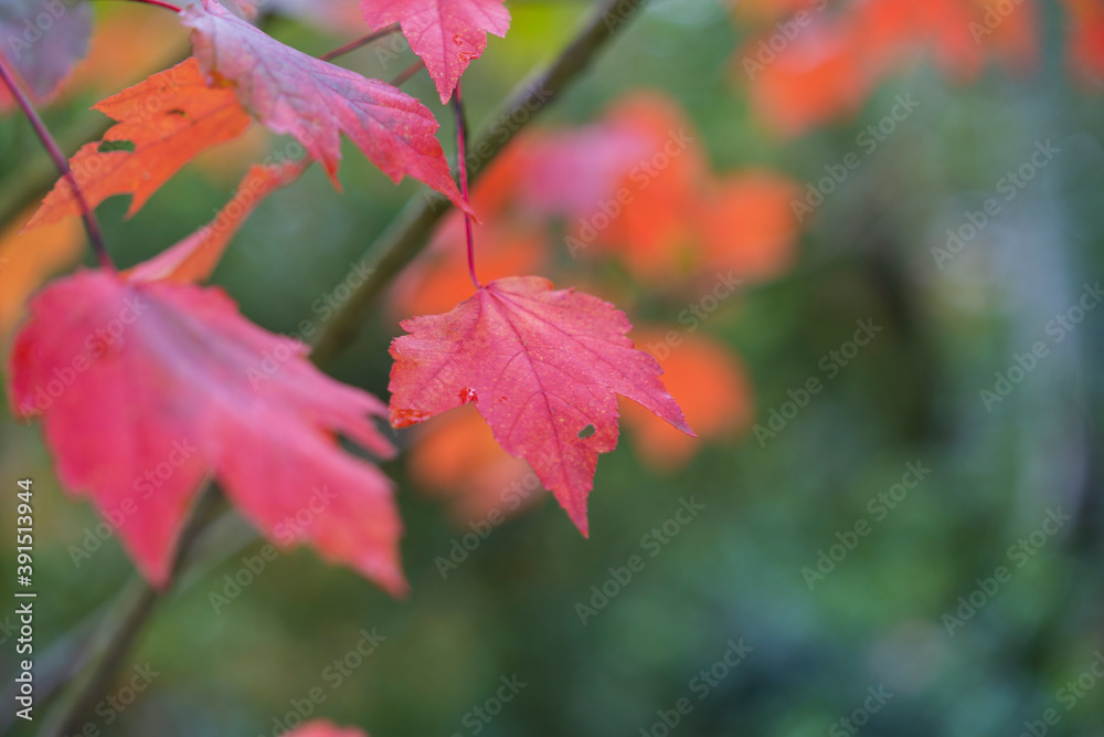 Japanese autumn garden, colorful leafs Japanese autumn garden, colorful leafs