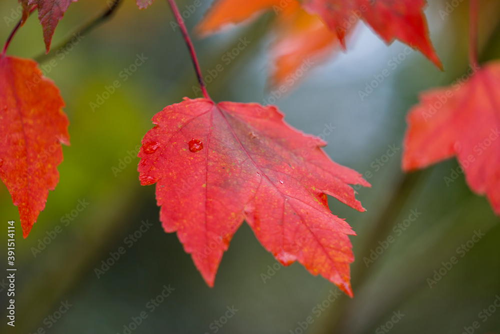 Japanese autumn garden, colorful leafs Japanese autumn garden, colorful leafs