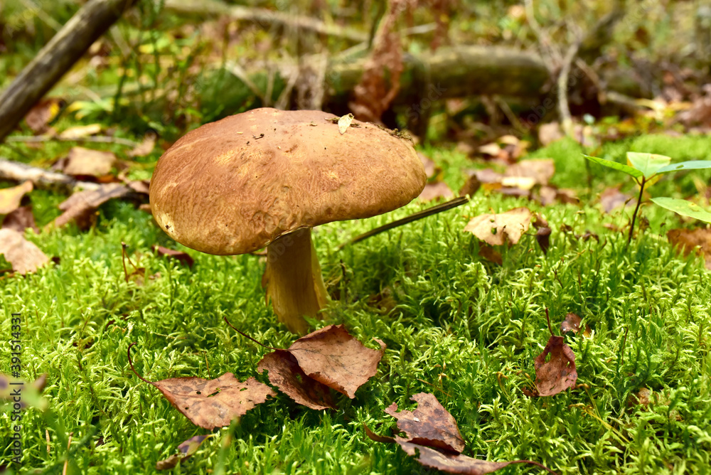 White mushroom in wildlife on of sunbeams background. Boletus grows in forest against the background of green vegetation. Porcini bolete mushrooms. Season for picked gourmet mushrooming. White mushroom in wildlife on of sunbeams background. Boletus grows in forest against the background of green vegetation. Porcini bolete mushrooms. Season for picked gourmet mushrooming.