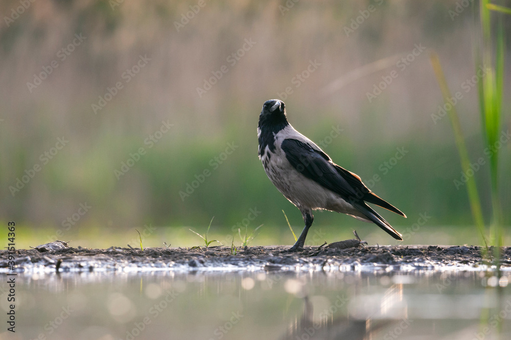 Fototapeta premium Bonte Kraai, Hooded Crow, Corvus cornix