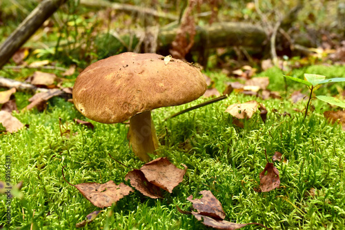 White mushroom in wildlife on of sunbeams background. Boletus grows in forest against the background of green vegetation. Porcini bolete mushrooms. Season for picked gourmet mushrooming.