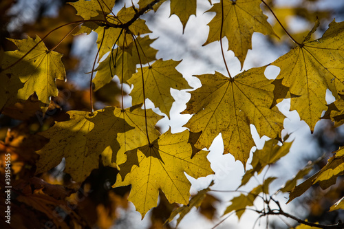 Yellow Autumn maple leaves