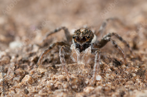 A jumping spider (Menemerus semilimbatus), salticidae family, Italy