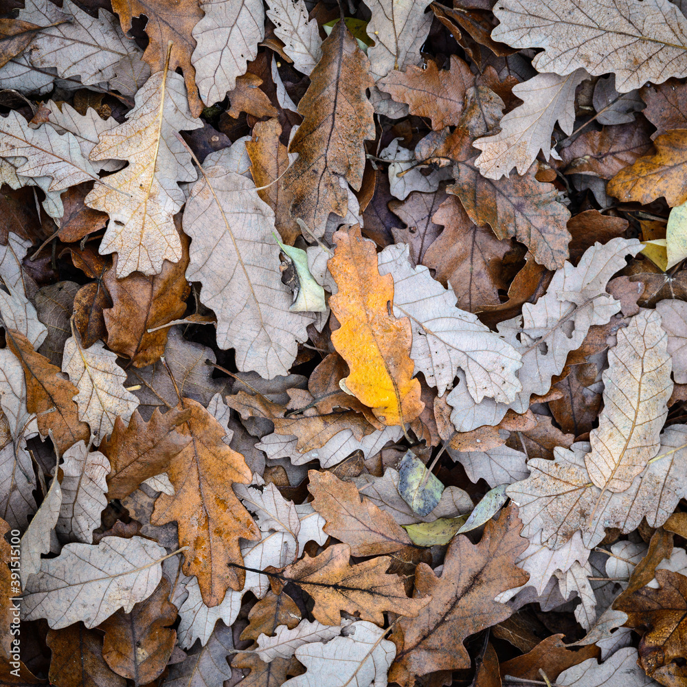oak leaves on the ground