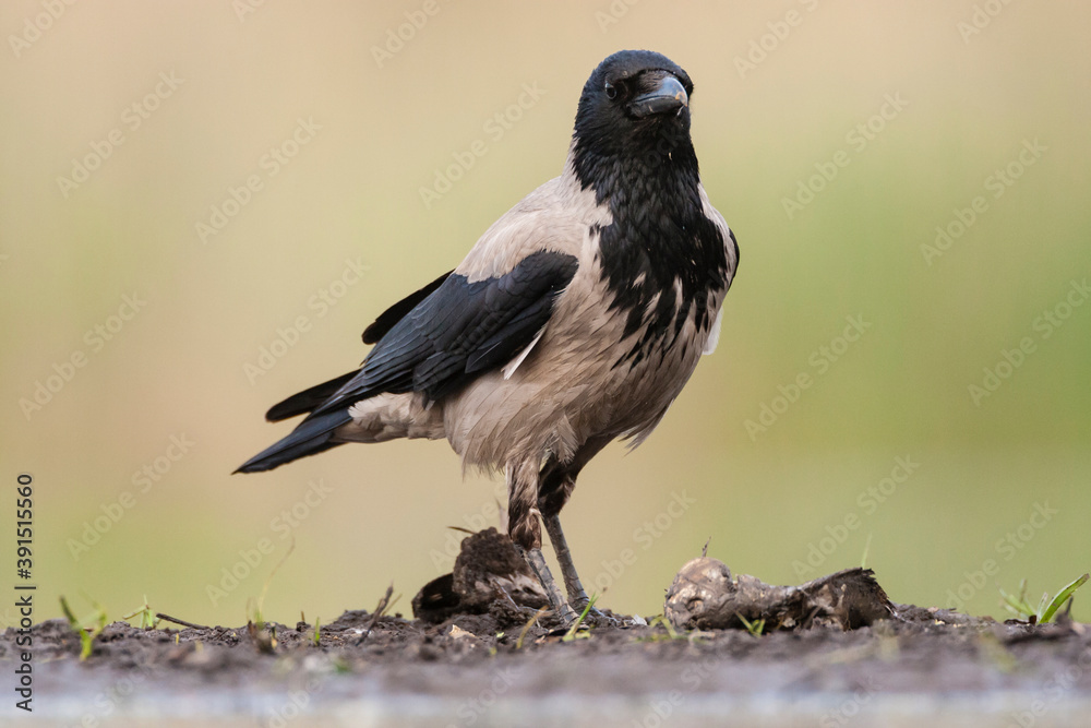 Fototapeta premium Bonte Kraai, Hooded Crow, Corvus cornix