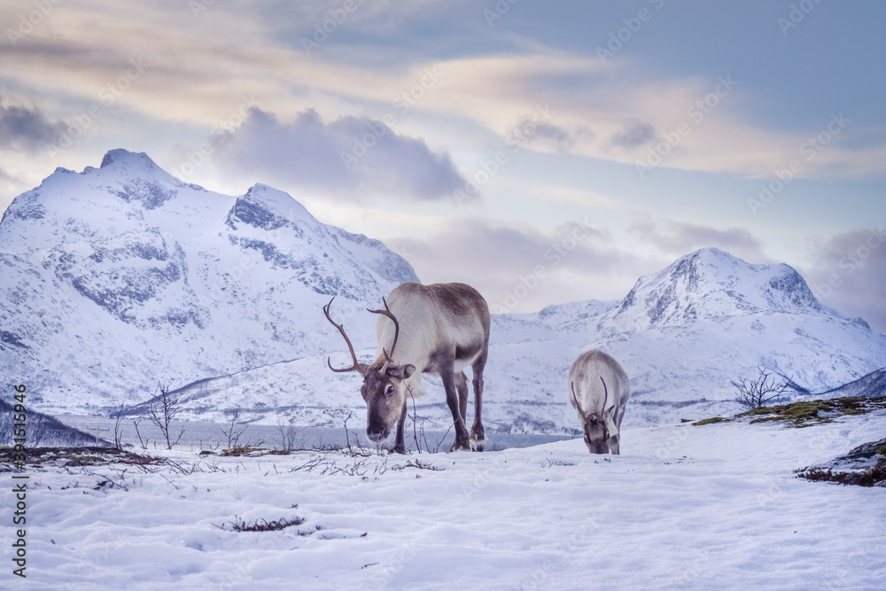 Two reindeers with antlers eating grass in winter scenery. Two reindeers with antlers eating grass in winter scenery.