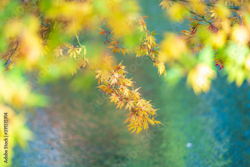 Japanese autumn garden, colorful leafs
