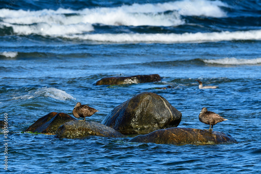 Fototapeta premium Eiderente im Herbst auf der Ostsee 