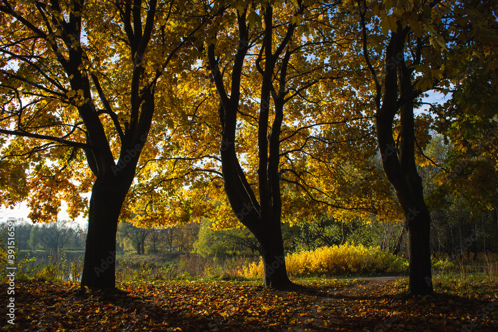 Fototapeta premium autumn trees in the park