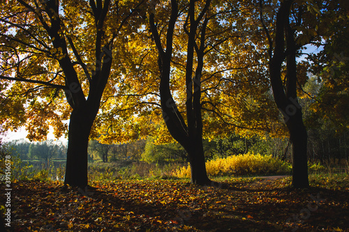 autumn trees in the park © Mikhail