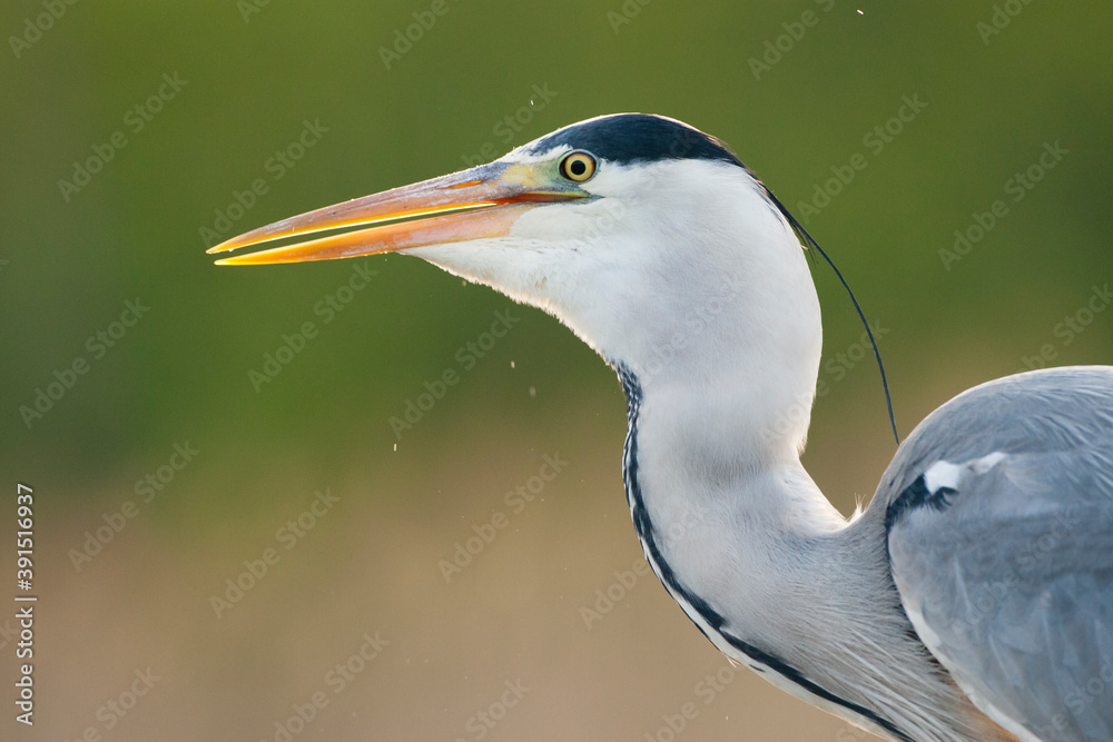 Blauwe Reiger, Grey Heron, Ardea cinerea Blauwe Reiger, Grey Heron, Ardea cinerea