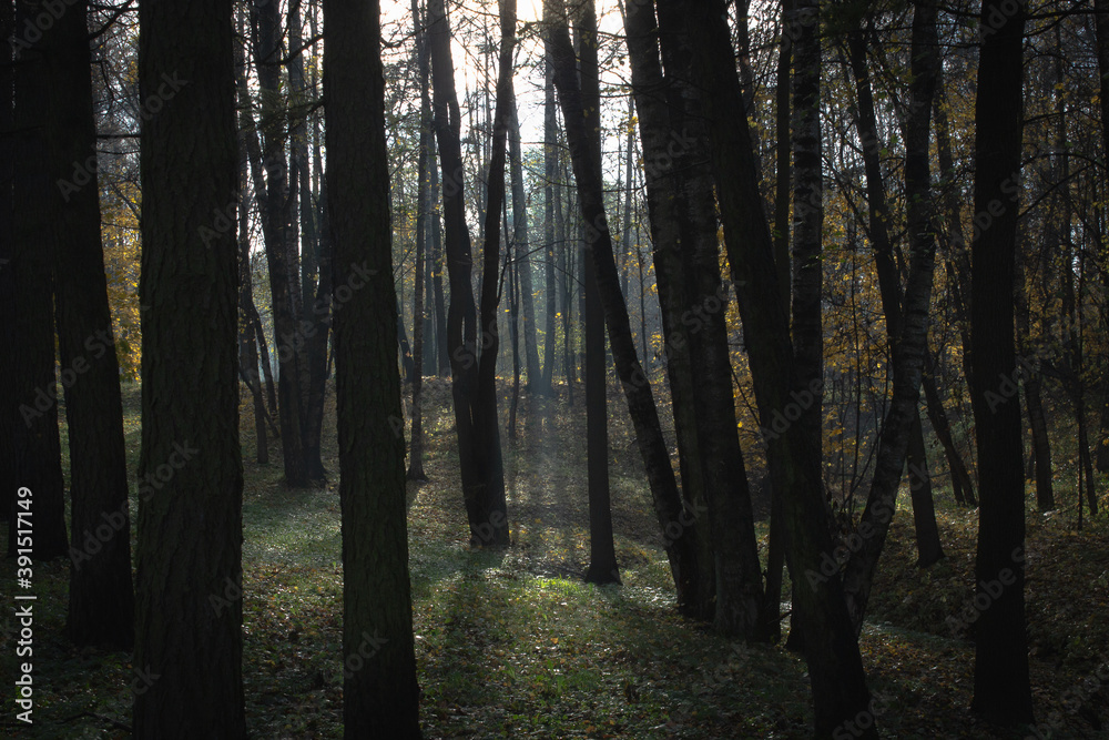 Fototapeta premium morning in the forest