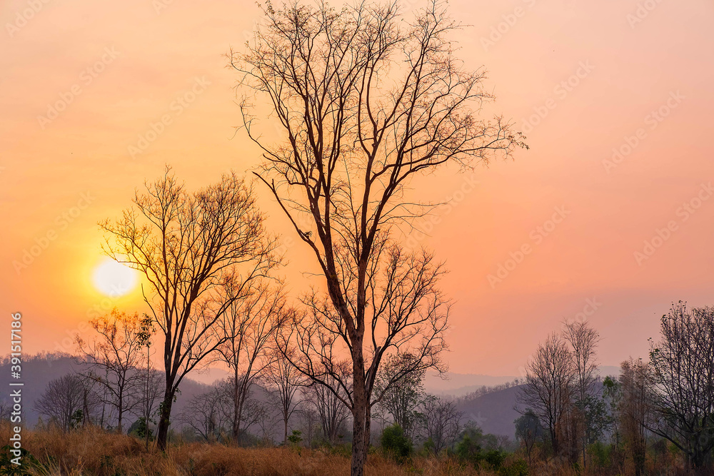 .Trees and meadows and morning sun