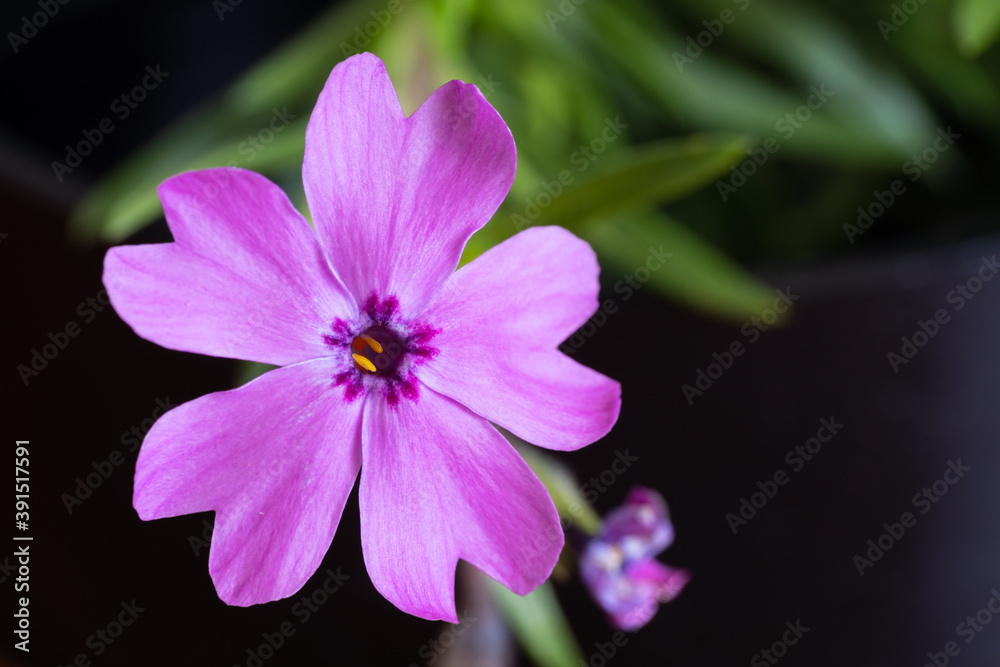 Close-up of pink flower Moss phlox Close-up of pink flower Moss phlox