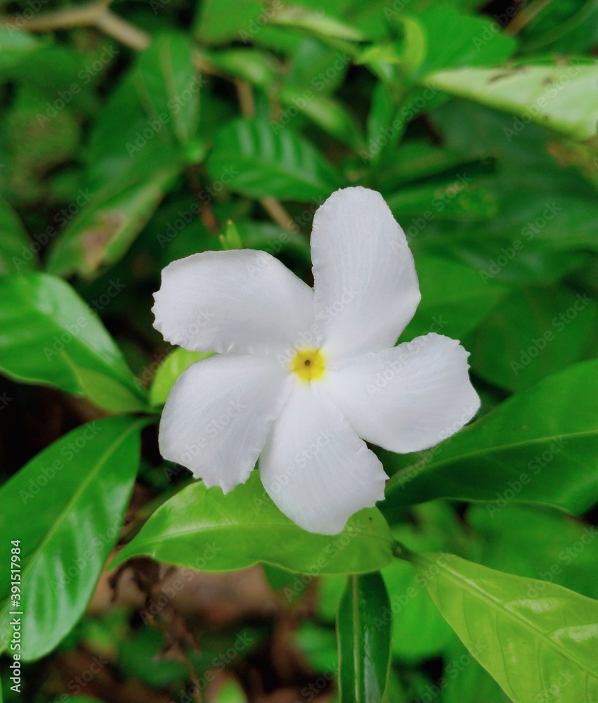 white flower white flower