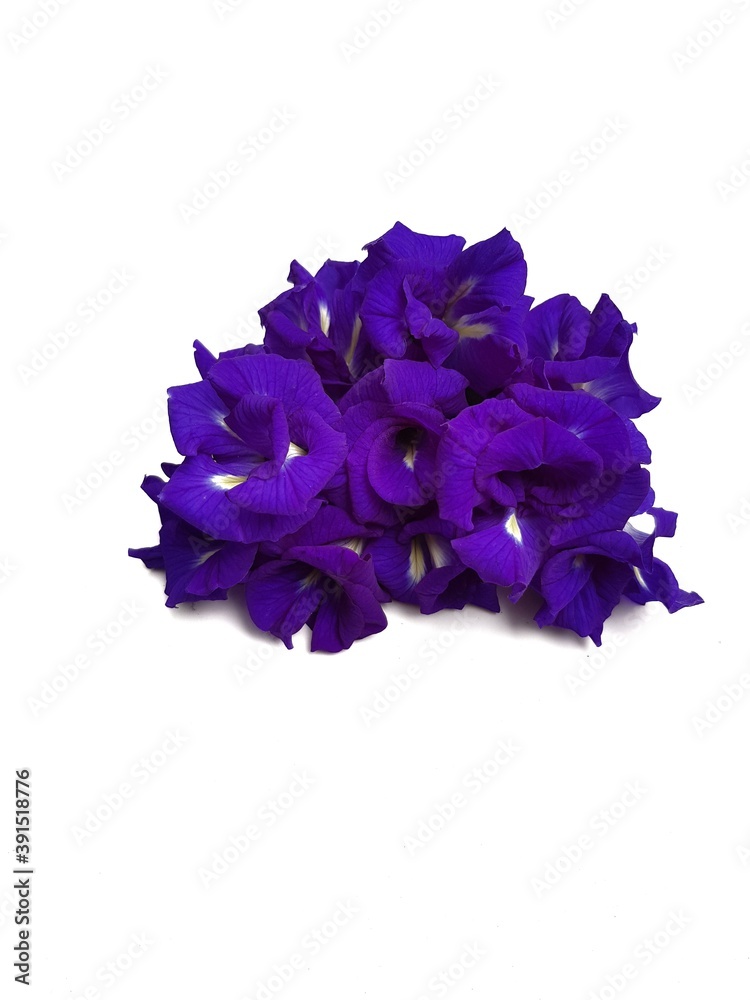 Purple pea flower on white background The flowers come to boil water as herbs, making the hair thick and shiny black. Prevent hair loss
