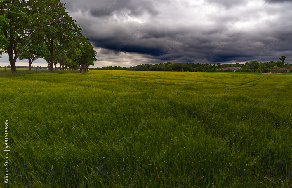 Rye field before the storm.