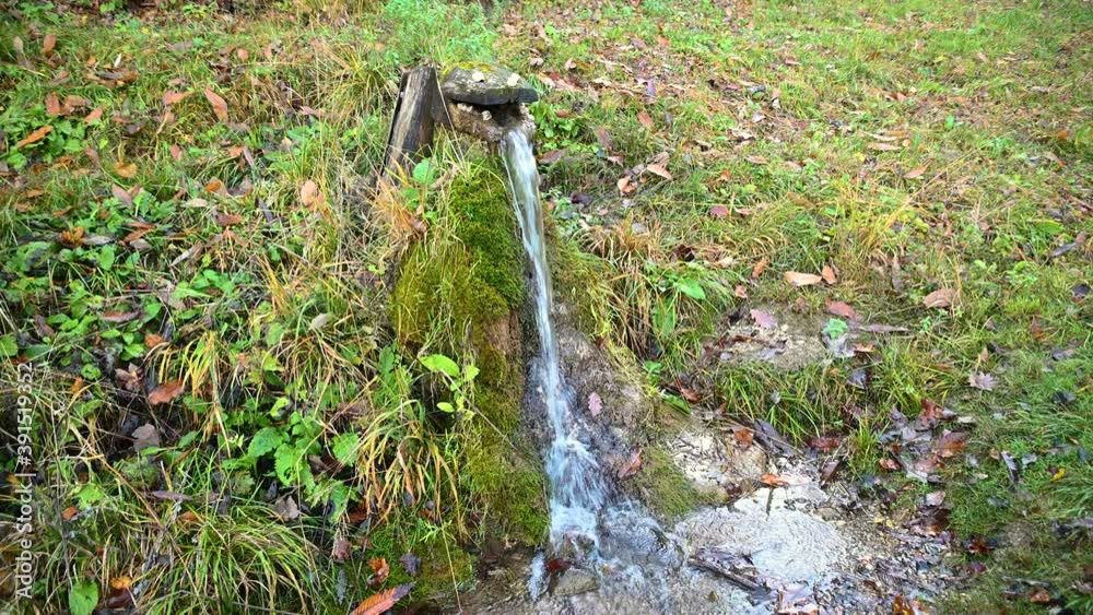 Fresh drinking water flows through hollow wooden trunk shaped like a crocodile on a hiking mountain trail. Static shot, wide angle, real time