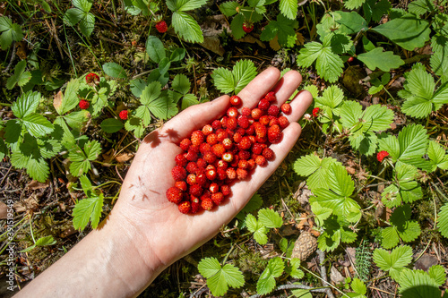 Принти на полотні Fresh picked wild strawberries in woman hand
